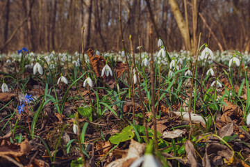 white snowdrop flowers on the forest 
