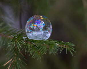 a beautiful soap bubble on the fir branches