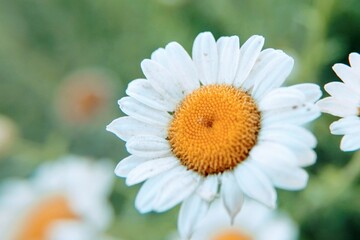 daisy flower closeup