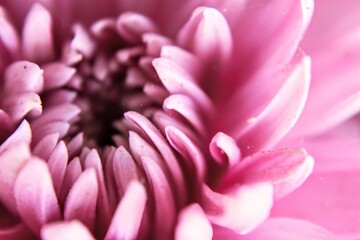 Close up Flowers