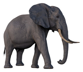 Obraz premium elephant african wild animal hq cutout