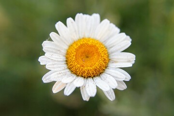 Fototapeta premium daisy flower closeup