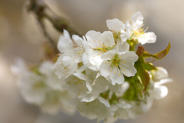 Fototapeta na wymiar Macro shot of white cherry flowers isolated on gray background.