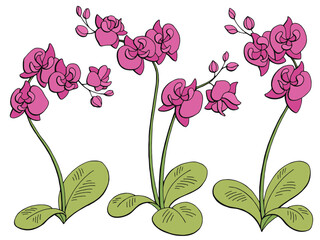 Orchid flower graphic color isolated sketch illustration set vector 