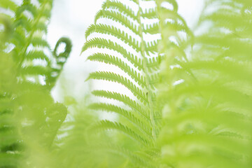 Young fern leaves in the spring garden