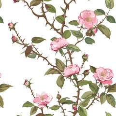 Branch of pink rose on seamles white background i