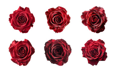 Collection of red rose flowers isolated on a transparent background, top view