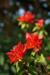 Red Bougainvillea