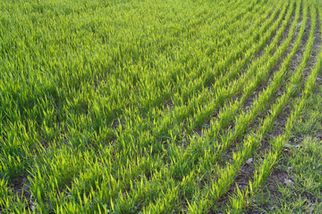 Young wheat field in early spring