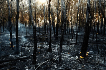 Fire in the forest, environmental protection. Bonfire or flame and burnt tree, nature and plant