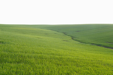 Young wheat field in early spring