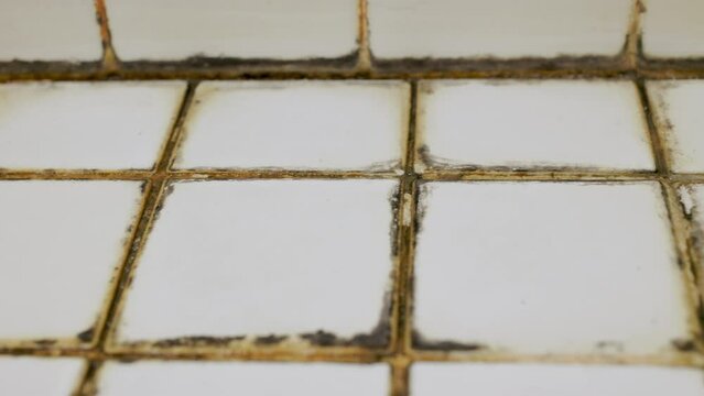 Close-up of black mold on the bathroom floor. Black mold is caused by dirt and dampness.