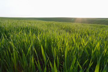 Young wheat field in early spring - obrazy, fototapety, plakaty