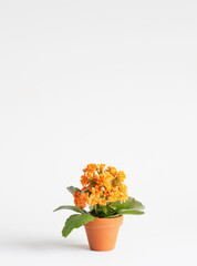 kalanchoe in  orange flower pot on white background