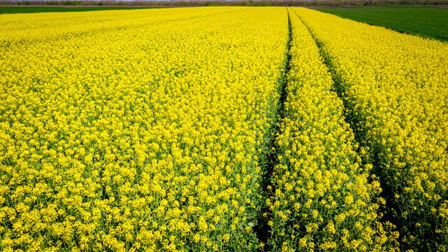 Rapeseed field, blooming canola flowers, bright yellow flowering