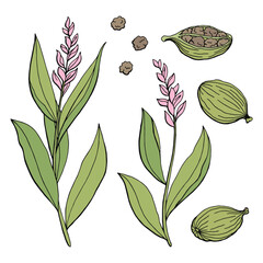 Cardamom graphic color isolated sketch illustration vector