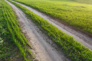 Countryside road through the spring wheat field