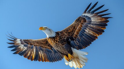Fototapeta premium Majestic Bald Eagle in Flight: An awe-inspiring shot of a majestic bald eagle soaring gracefully against a backdrop of clear blue skies