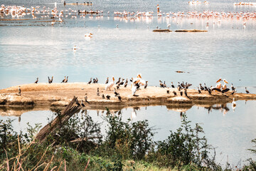 Scenic landscapes with trees and birds at Lake Nakuru National Park, Kenya