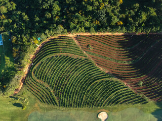 Planta&ccedil;&atilde;o de Caf&eacute; vita de cima drone