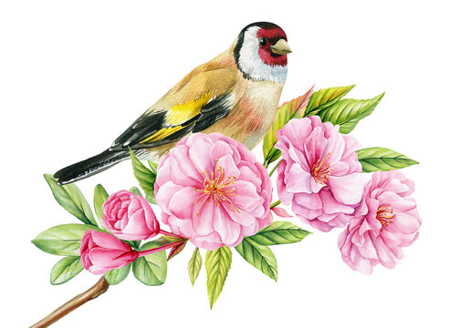 Bird on sakura branch, isolated white background, watercolor painting hand drawing. Goldfinch and pink cherry flowers