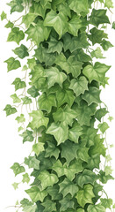 illustration of ivy from top to bottom, transparent background, PNG