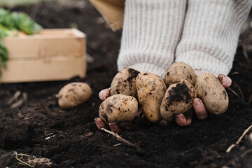 Farmer showing harvested potatoes in background of fertile black soil on field.