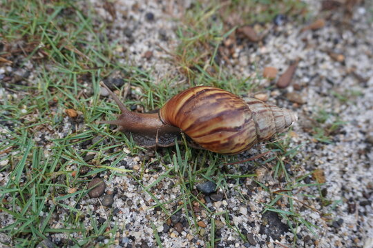 Finding food, snails walk on fresh, still sharp kusa grass.