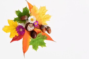 Autumn leaves of various shapes and colors, flowers, chestnuts and acorns on a white background....