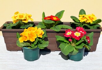 Colorful blooming primroses (Primula acaulis) in a flowerpots. Gardening, spring time