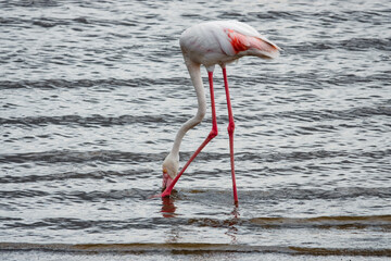 A lone flamingo foraging at Lake Nakuru in Kenya
