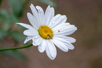Fototapeta premium daisy flower