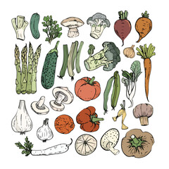 Collection of hand drawn vegetable illustrations