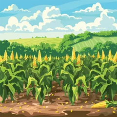 Gordijnen Corn cobs in corn plantation field. isolated Whit © Quintessa