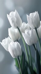 Wonderful tulips. Template for March 8. International Women's Day