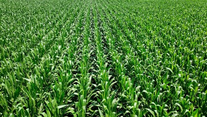 Fototapeta na wymiar Green farmland growing corn for food across countryside in New York State