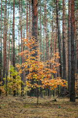Fototapeta premium Small oak tree with yellow and orange leaves in pine forest. Vertical shot of colorful plants in the woods in autumn