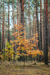Small oak tree with yellow and orange leaves in pine forest. Vertical shot of colorful plants in the woods in autumn