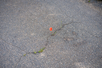 The miracle of nature. Most impossible places for flowering plants. A crack in the asphalt is...