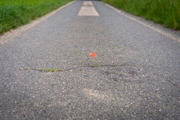 Red blooming poppy thrives in a crack on the asphalt path under adverse conditions. Climate...