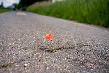 Red blooming poppy thrives in a crack on the asphalt path under adverse conditions. Climate...