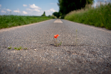 Red blooming poppy thrives in a crack on the asphalt path under adverse conditions. Climate...