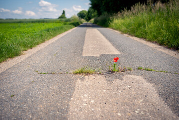 Red blooming poppy thrives in a crack on the asphalt path under adverse conditions. Climate...