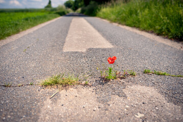 Red blooming poppy thrives in a crack on the asphalt path under adverse conditions. Climate...