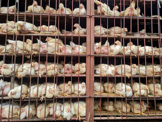 chicken transport truck, many white chickens in cages, The process of transporting poultry from the...