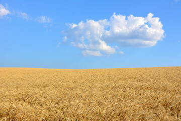 Fototapeta premium agricultural field with ripe wheat and blue sky and white cloud