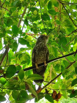 common hawk-cuckoo (Hierococcyx varius), popularly known as the brainfever bird. 