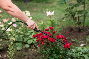 Close-up of the tip of the pesticide sprayer. An elderly woman sprays a stream of chemicals on...