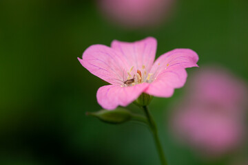 close up of pink flower and insect