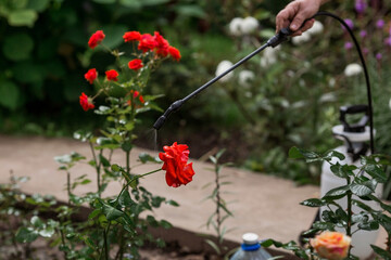 Close-up of the tip of the pesticide sprayer. An elderly woman sprays a stream of chemicals on...